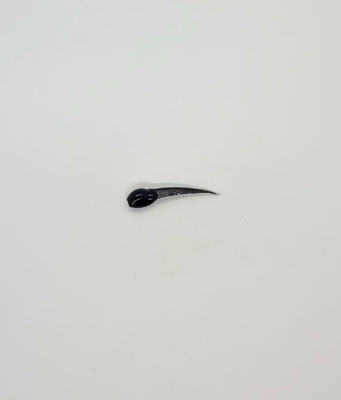 Black-Tadpole